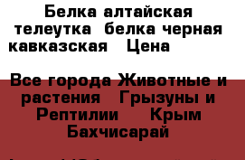 Белка алтайская телеутка, белка черная кавказская › Цена ­ 5 000 - Все города Животные и растения » Грызуны и Рептилии   . Крым,Бахчисарай